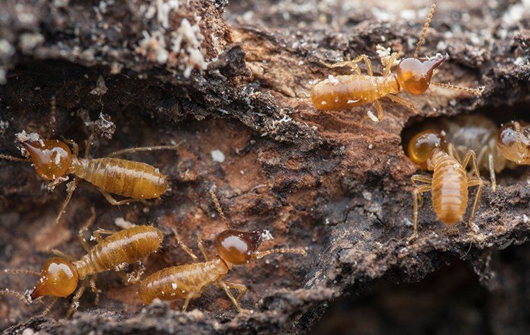 Termites